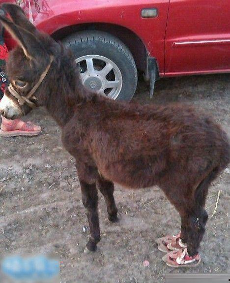 搞笑视频三驴子爆料,揭秘娱乐圈那些不为人知的幕后趣事  第2张