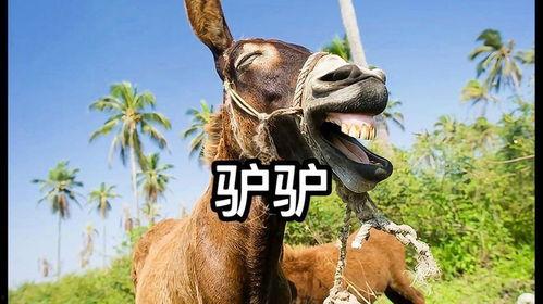 搞笑视频三驴子爆料,揭秘娱乐圈那些不为人知的幕后趣事  第3张